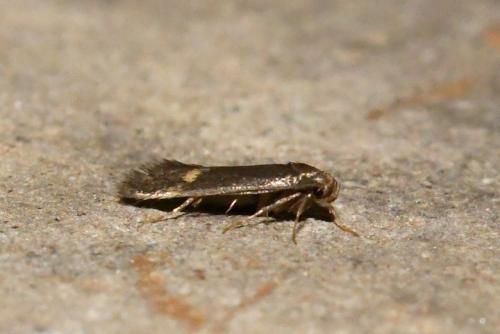 Borkhausenia minutella